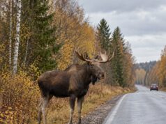 Лоси стали причиной почти 70 аварий во Владимирской области