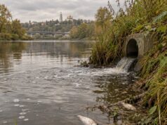 Владимирский водоканал заподозрили в массовой гибели рыбы